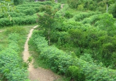 The road 3
