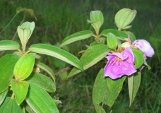 Mua flower 2