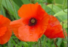 Monet's Garden