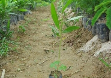 Seedling
