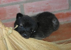 Puppy