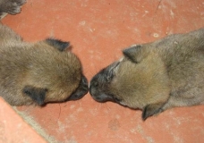 Innocent kiss