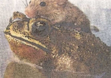 I'll save you my friend