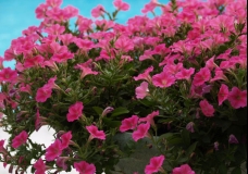 Magenta, Cyan