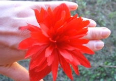 Flower Ring