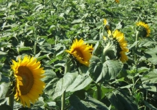 Sunflower Field