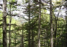 Deep Forest