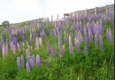 Lupin