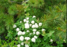 Forest Flowers