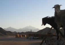 Mountain goats in a bedouin settlement
