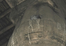 A pigeon sleeping inside one of Luxor temple's pillars