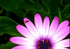Flowers - Merry Purple Daisy - Sydney, Australia, January 2003