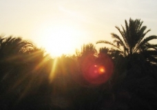 Sun rays penetrating through Palmtrees near Luxor