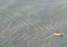 Duck swimming in the Nile