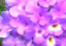 Flowers - Somethingations - Sydney, Australia, January 2003