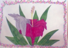 The Colibri