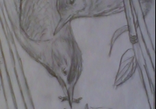nature 1