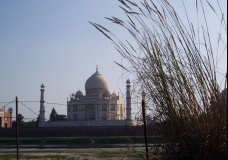 The Adorable Taj!