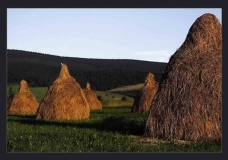 Orava