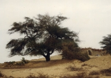 A "Sant" Tree