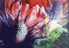 thistle