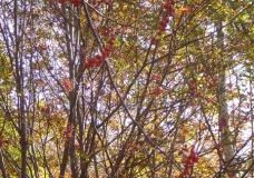 Early Autumn in Sakhalin