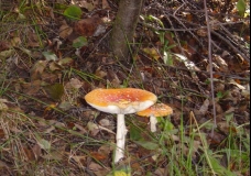 Mushrooms Anyone?