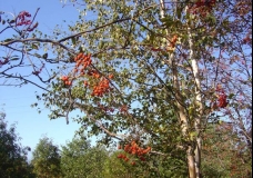 Autumn Berries