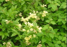 Mountain Flower