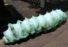 the caterpillar