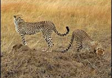 CHEETA?