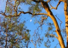 Moon Through Golden Tree - Melbourne, Australia, February 2003