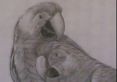 beautiful birds