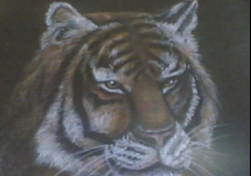 tiger 2