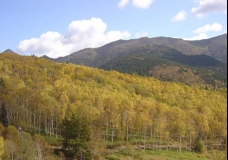 Golden Hill