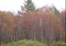 Autumn Collage