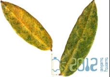 Twenty-Twelve (Leaves)