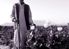 Farmer Boy with Poppies