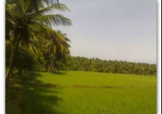 ~Keralagreenary~