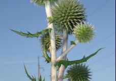 not beatiful, usual plant? For me it's perfect and amazing