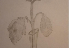 withering...