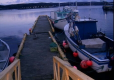 Newfoundland 4
