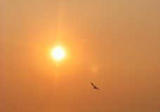Lake Erie - Sunset and Bird 2 - Ontario, Canada July 2002