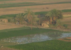 Abu Qerdan