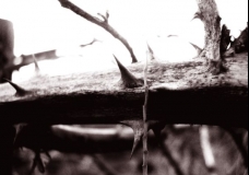 Thorn