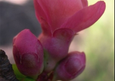 Budding