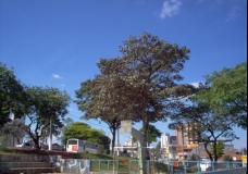 City Trees