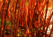 Flooding Bamboo