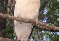 Who are you? --- Australia's Native Bird