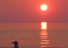 Lake Erie - Pink Sun on Gull - Ontario, Canada July 2002